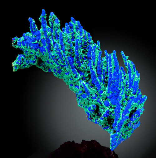 hematitehearts:  *Exceptional New Find* Azurite with Malachite stalactites on Azurite with Malachite