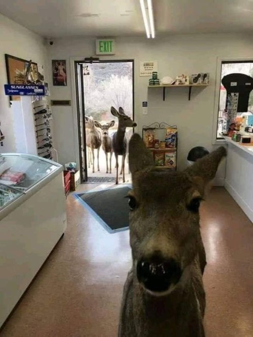 catsbeaversandducks:  “Just put the cookies in the bag and the bag around my neck