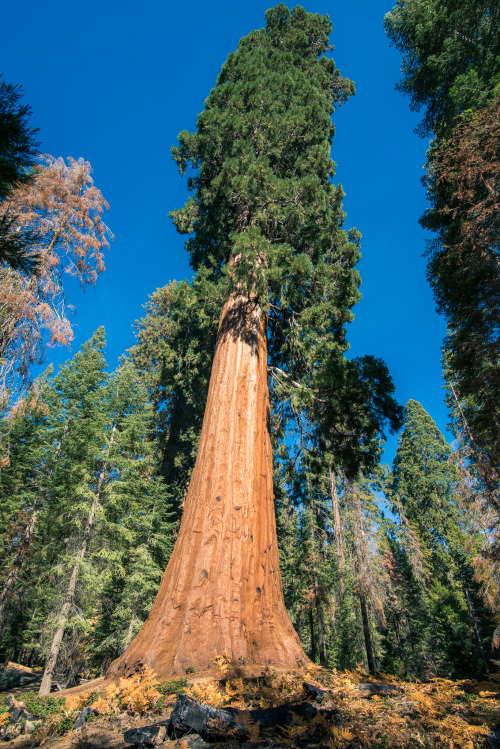 oneshotolive: I like big trees and I cannot lie - Sequoia National Forest (OC)[1367x2048] : mjconns