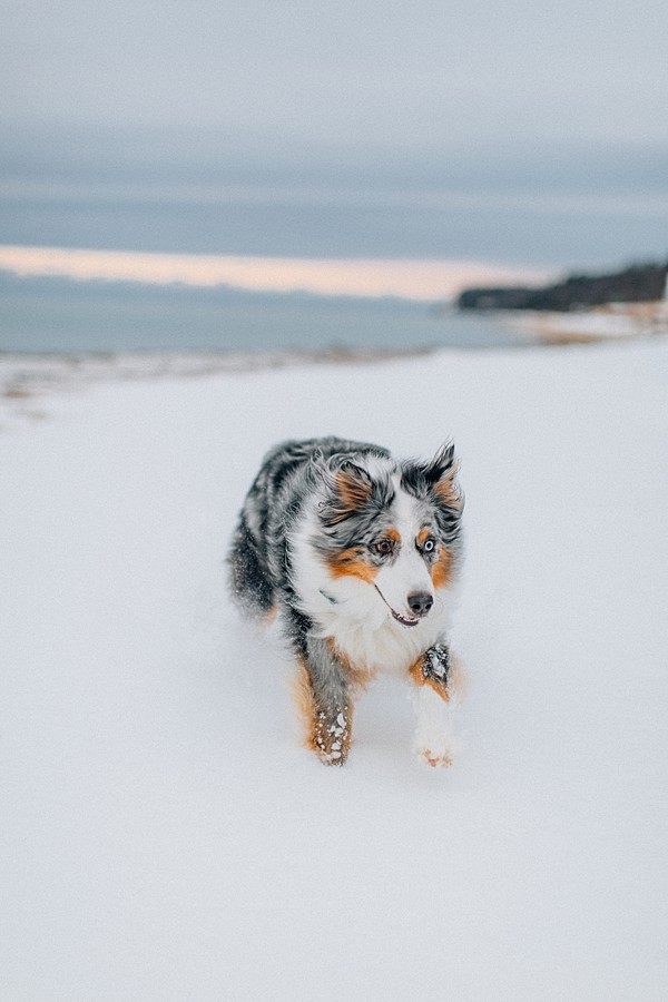 australian shepherd blue merle canon 5d mkiii sigma art 35mm 50mm dogs photography