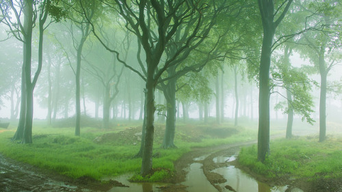 90377: Beech Mist by millsj82 on Flickr.