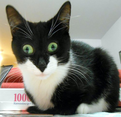 amateursleuth:platekini:end of the world eyesThis cat has seen some things