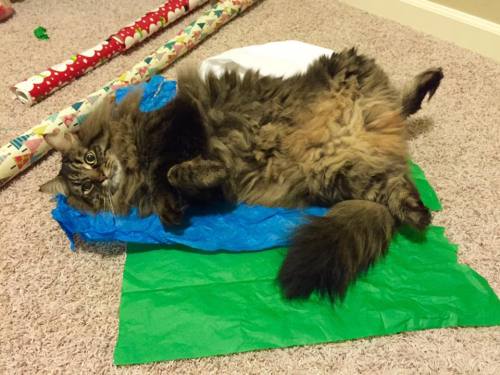 catsbeaversandducks:10 Cats Who Don’t See The Point In Wrapping Christmas Presents “Oh c'mon, you kn