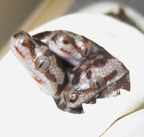 snoots-and-boops:infinityreptiles:Triplet Carpet PythonsSourceLittle baby hydra.