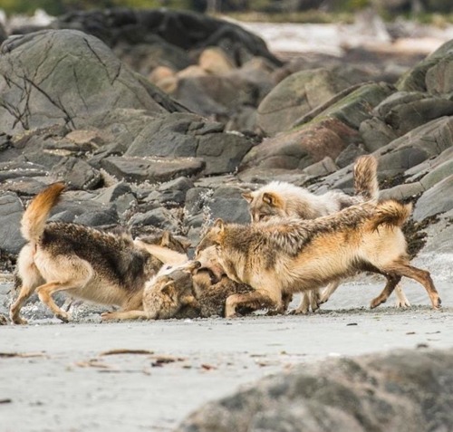 wolfsheart-blog:  Coastal Sea Wolves in BC, Canada by Ian McAllister