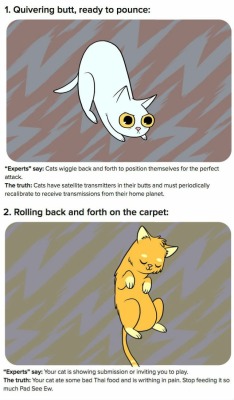 amaranthine-ephemerality:  pr1nceshawn:  Shocking Truths Behind What Cat Behaviors Really Mean…  I LOVE this