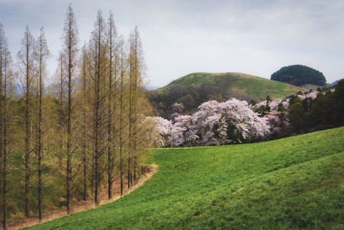 Springtime at Yongbiji Reservoir, Seosan.