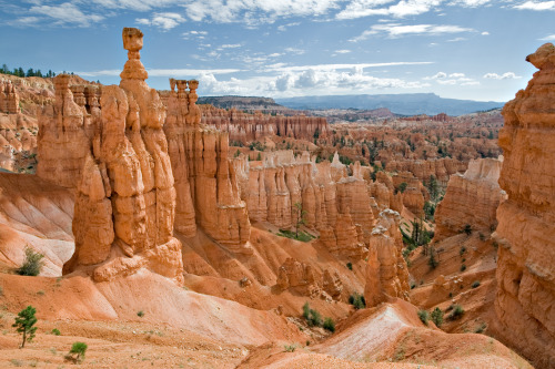 Hoodoos, like the ones shown here in Bryce Canyon National Park (UT, USA), are tall columns of rock 