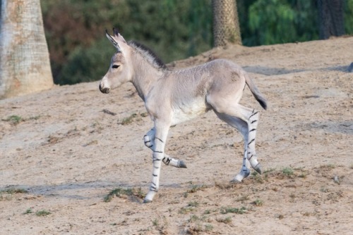 sdzoo:Just in time for the holidays, the San Diego Zoo Safari Park welcomed a critically endangered 