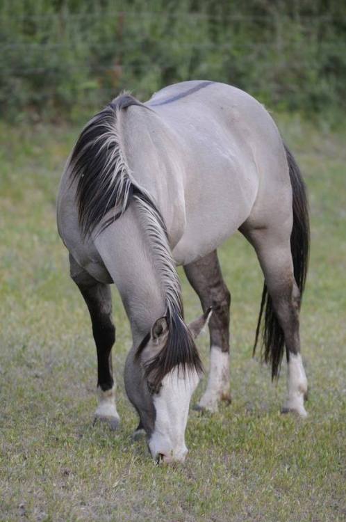 strangebiology: Horses (and a mule) with interesting patterns. Mostly from Horses are Beautiful.