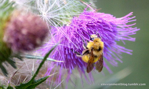 The Yellow Humble Bumblebee Because this guy was buzzing around and he is keeping things pollinated.