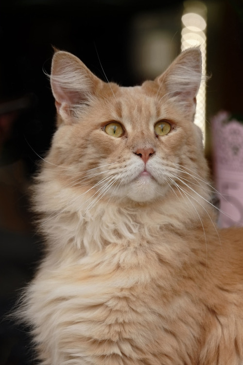 boschintegral:scavengedluxury:A handsome ginger creature. Nottingham, September 2018. @mostlycatsmos