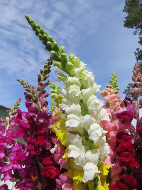 Snapdragons