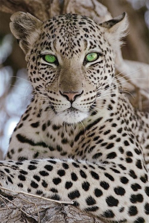 Sex Emerald eyes (Leopard) pictures