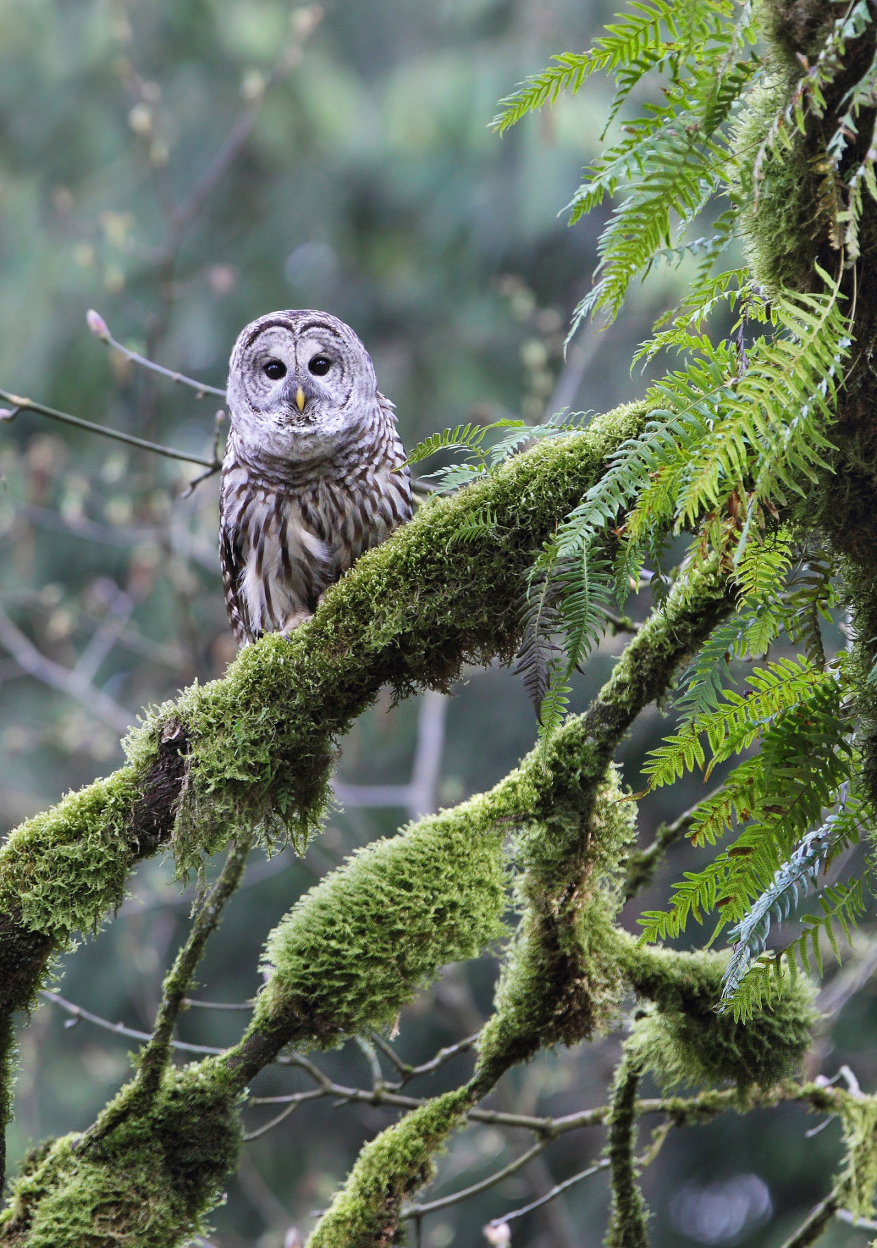atraversso:  Barred Owl  by Mike Baker  