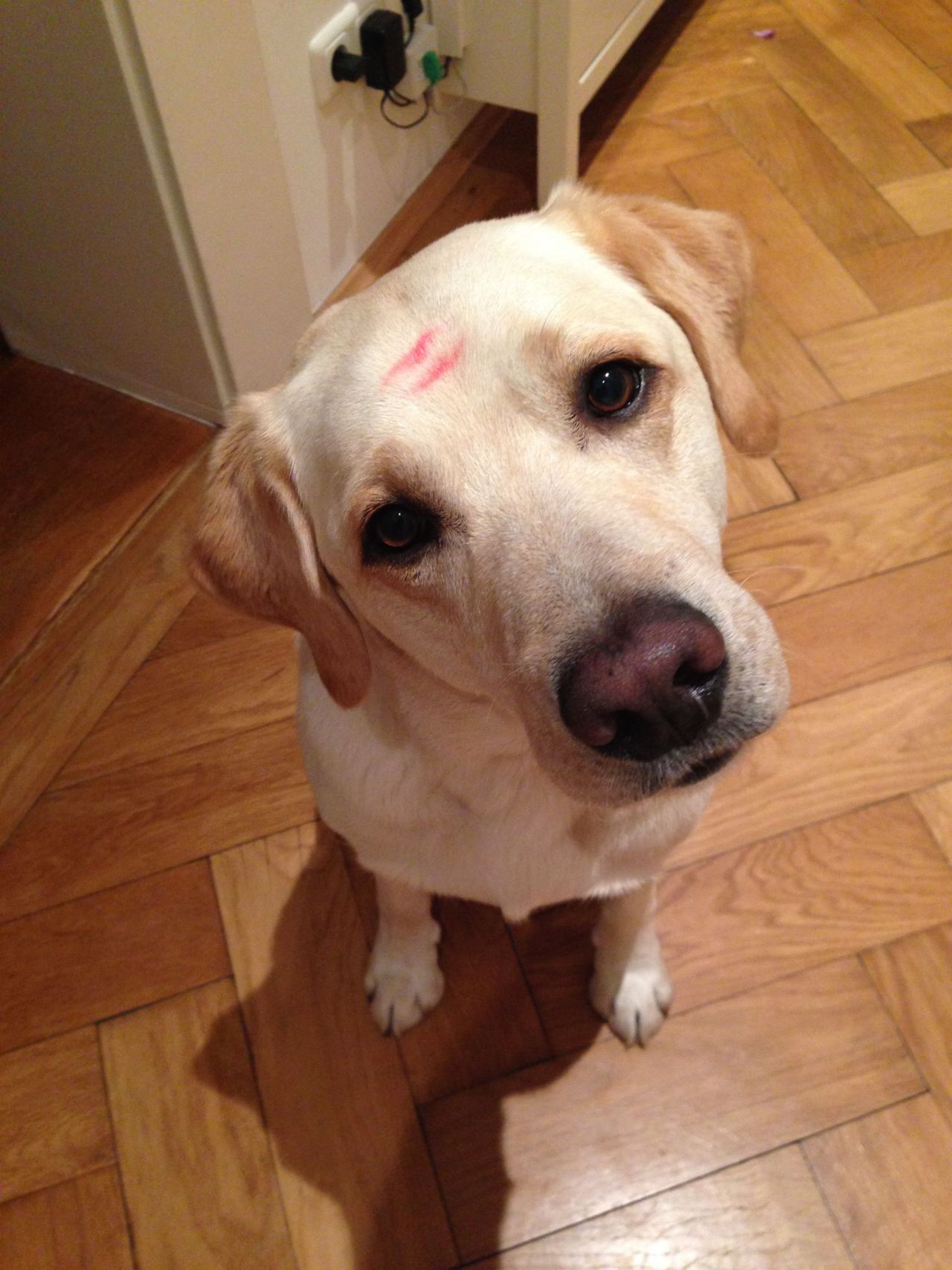 awwww-cute:  he would like another 