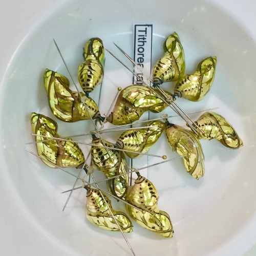 All prepared and ready to pin onto a board. Tarricina Longwing (Tithorea tarricina)Ruby-Spotted Swal