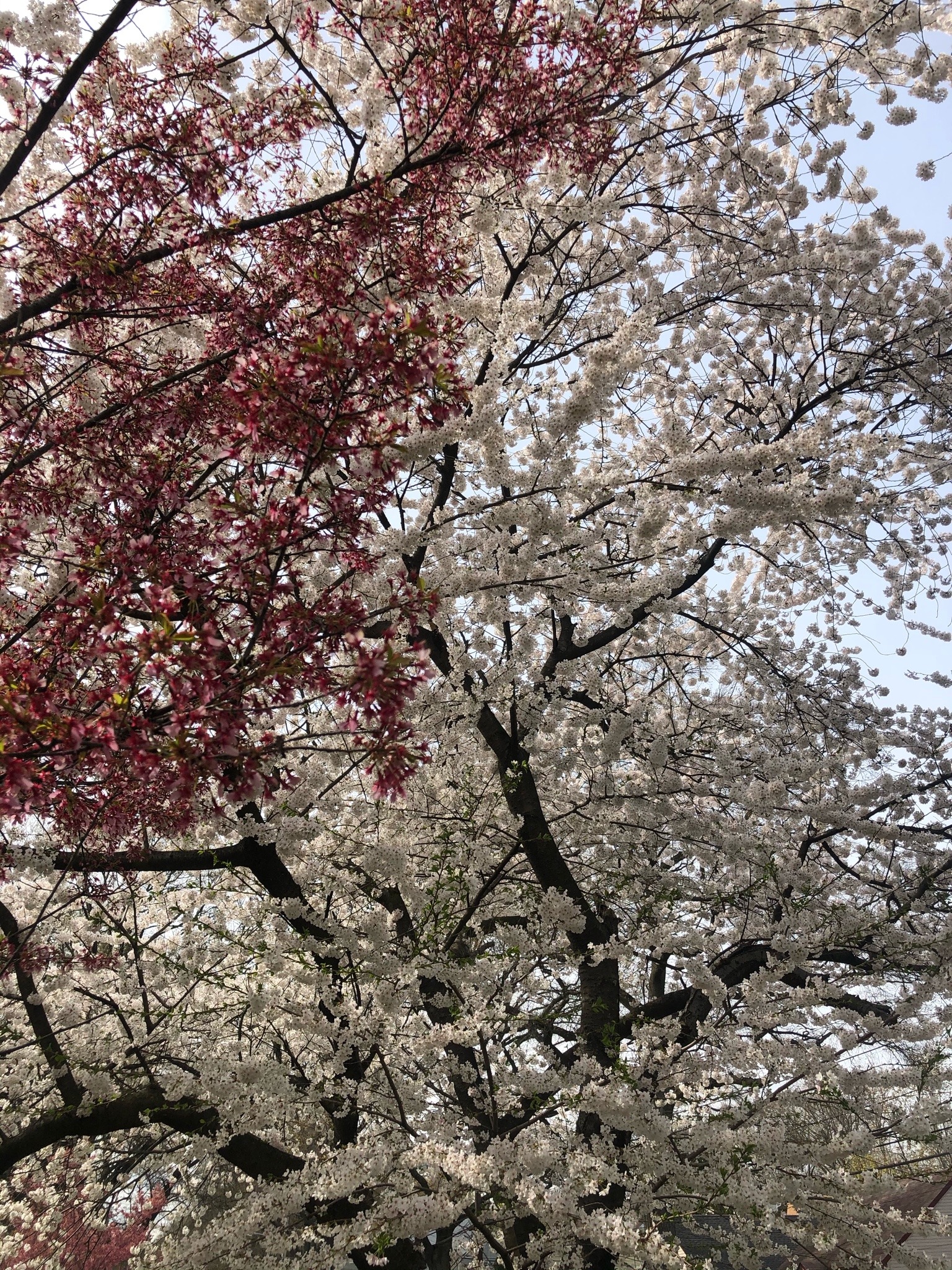 Onlyfans blossom im cherry Cherry Blossom