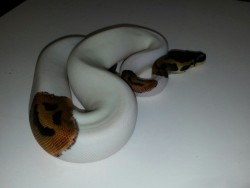 sarcasmanddragons:  Pied female from Mike