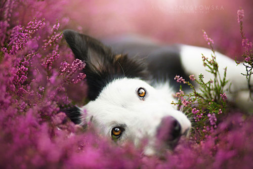 coffee-tea-and-sympathy:  Alicja Zmyslowska is a pet photographer based in Poland that takes incredibly vibrant and lively portraits of dogs for a living. 