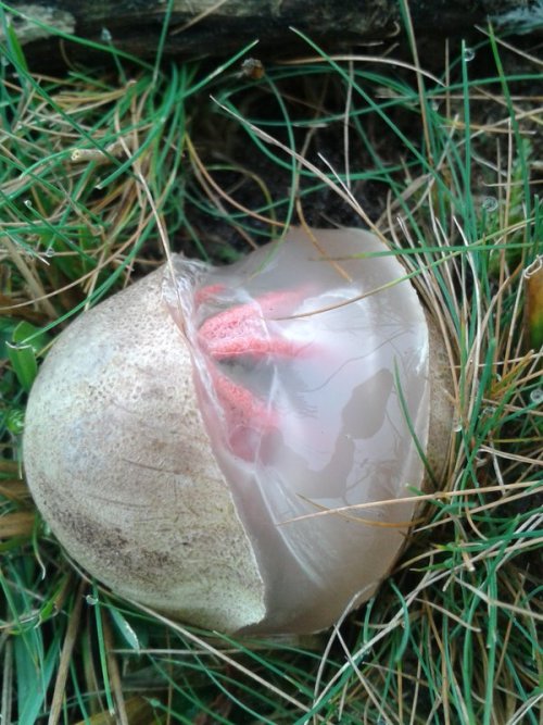 joshpeck:  correctdichotomy:  (image credit to Dan Hoare on twitter) I ONLY JUST LEARNED ABOUT THE EXISTENCE OF THIS MUSHROOM????? WHICH ERUPTS FROM AN EGG BEFORE UNCURLING HELLISH ARMS, EXPOSING ITS STICKY MASS OF SPORES TO BE SPREAD BY FLIES ATTRACTED