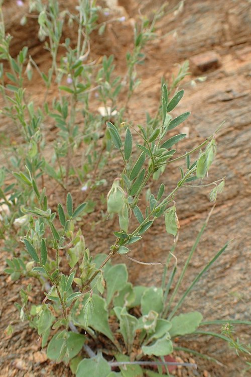 Vicia loiseleuriiC Krzysztof Ziarnek, Kenraiz, CC 4.0