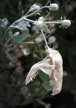 nimblefoot:  Headgehog skull flower 