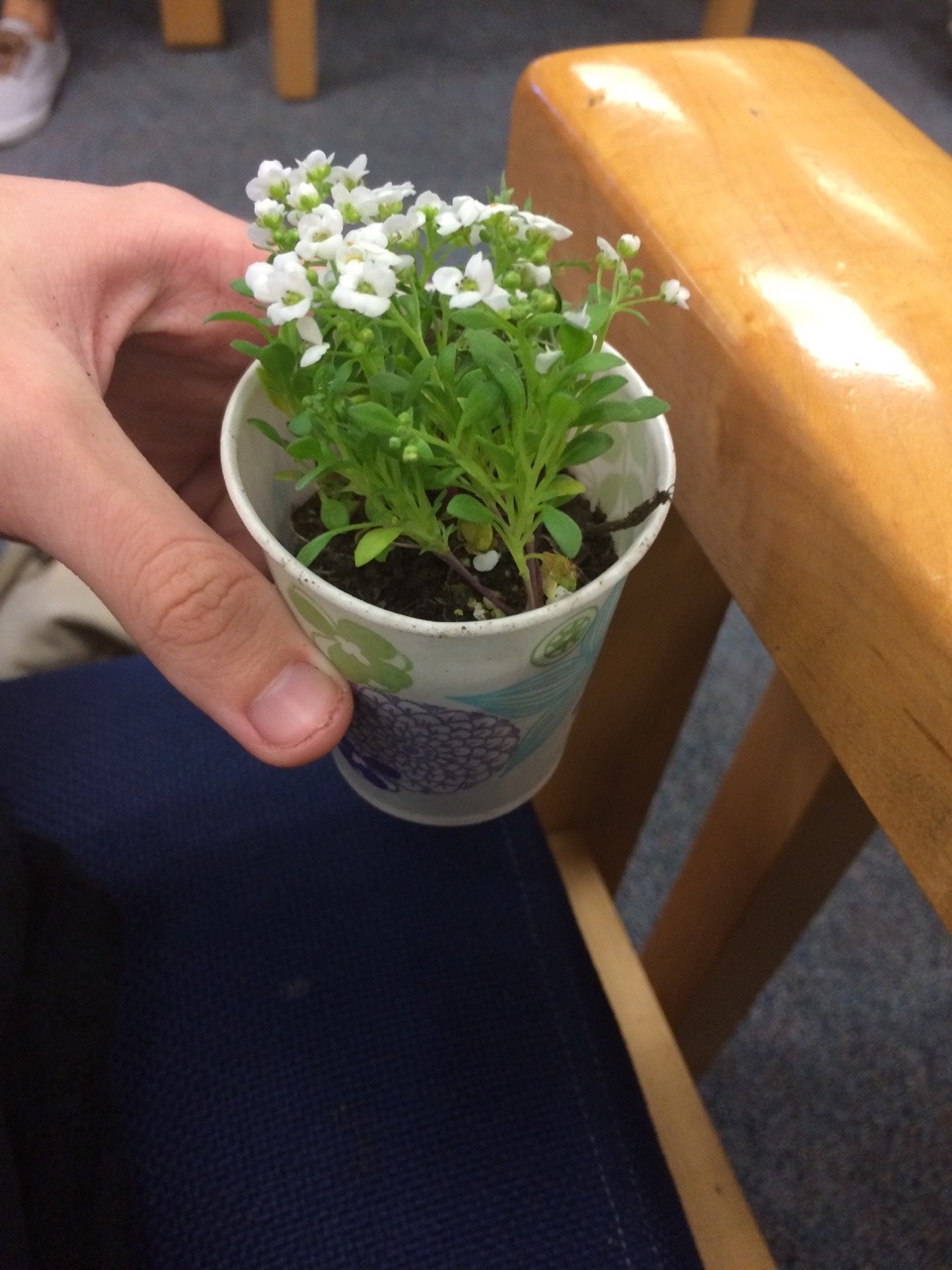 gothdog:  i got flowers today at school!!