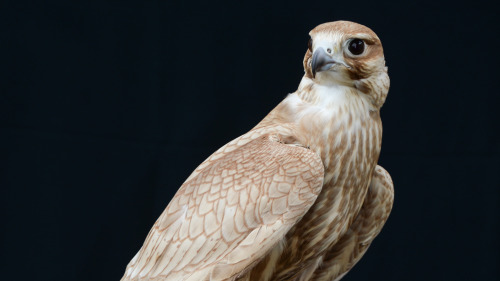 fuchsspur: Golden Saker Falcon Part 1 | Part 2 | Part 3 | Part 4