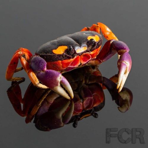 end0skeletal:The Halloween moon crab (Gecarcinus quadratus) is a largely herbivorous species of crab