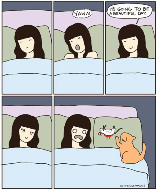 atleastpizzalovesyou:  the-awesome-quotes:  Funny Comics Reveal The Reality Of Owning A Cat  @ifellinlovewithadalek 