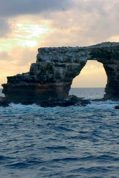 ilaurens:  Darwin's Ach (Remote Galapagos) - By: (lee root) 