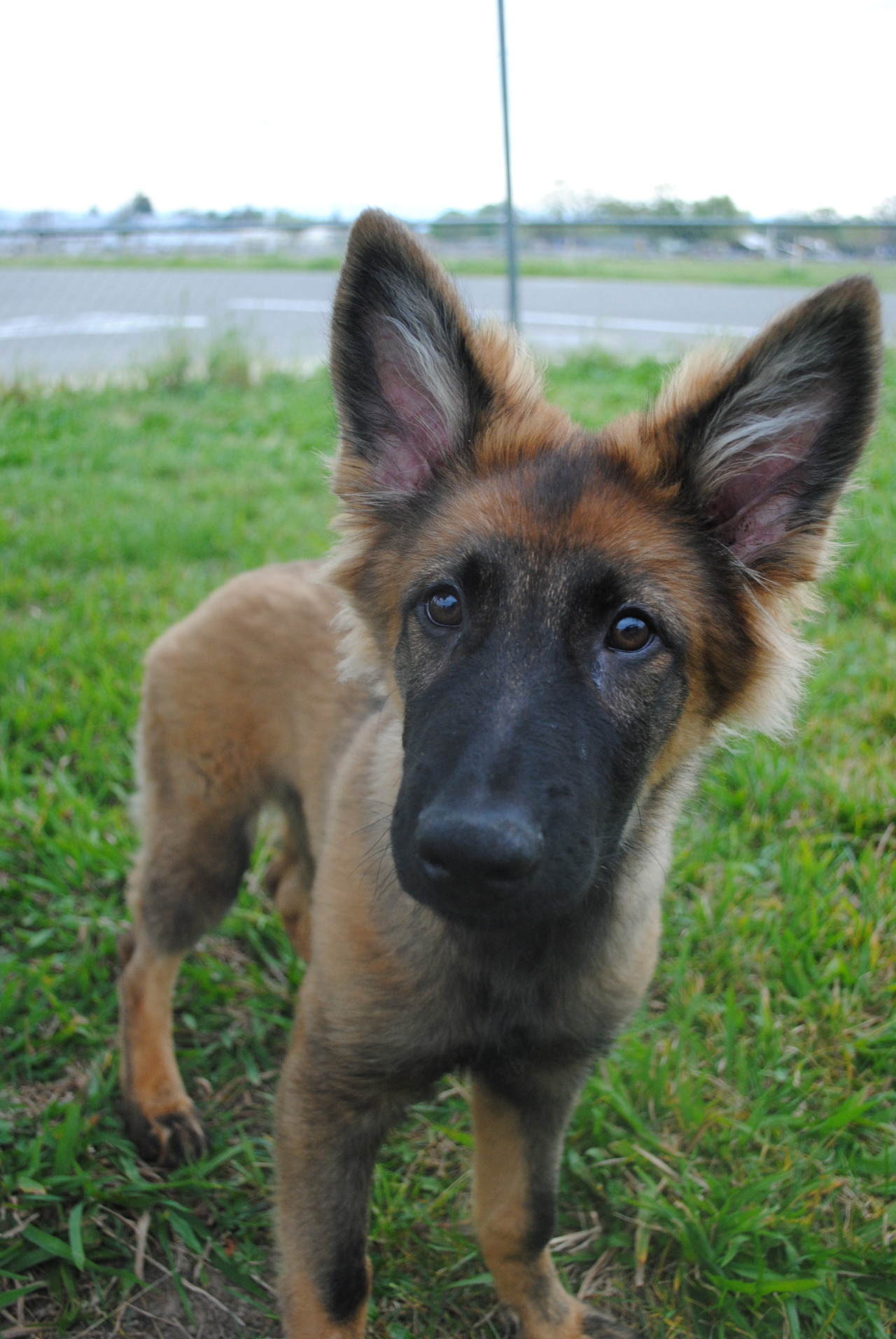 pawsitivelypowerful:He’s getting darker! 