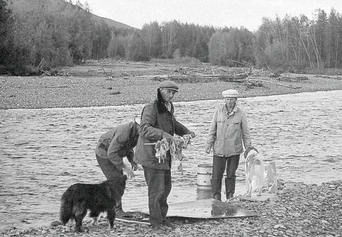 Nenets laika Ненецька лайка “From the archive of photo memories of the Kolyma geologist Mikhail Lapi