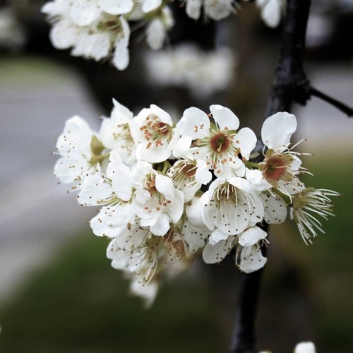 I love the spring, so many #pretty #flowers #photography #naturephotography #closeupphotography #clo