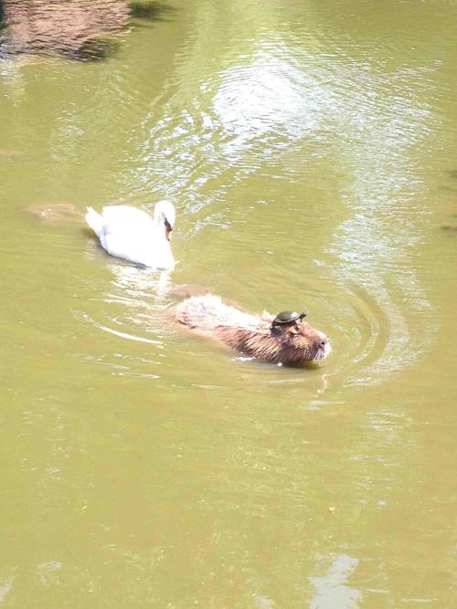 juliankoster: animals-riding-animals: turtle riding capybara (pursued by swan) this is intense