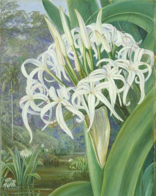 artist-marianne-north:A Bornean Crinum, 1876, Marianne North