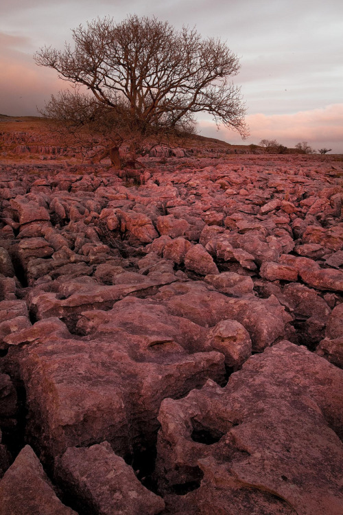 llbwwb:  Red promise (by Ray Bradshaw.)