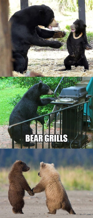 crowleyscarols: iraffiruse: Tumblr needs more bears Fucking bears, man.