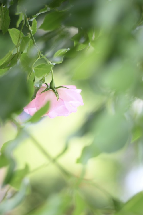 バラの季節になりました。曇りだったのとマスクで香りが半減しちゃうのがとっても残念。。。