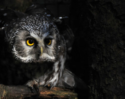 owlsday:  Boreal Owl by Nephentes Phinena