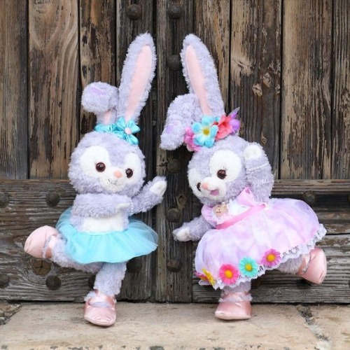 Duffy’s newest friend since April 2017, Stella Lou!She’s a fluffy lavender-coloured bunn