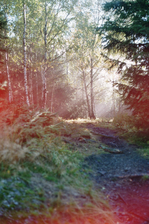istillshootfilm:Film Photo By: Wojciech Kurek Forest WildernessZenit-E, Kodak Gold 200