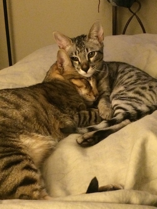 dancingholtzmann: Kitty cuddles