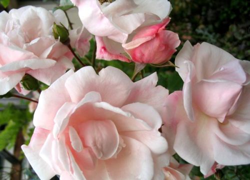 acornfaerie:New Dawn Climbing Rose