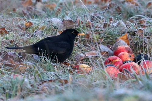 Blackbird/koltrast.Vrmland, Sweden (October 29, 2019).