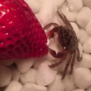 sixpenceee:Here’s a tiny crab eating a adult photos