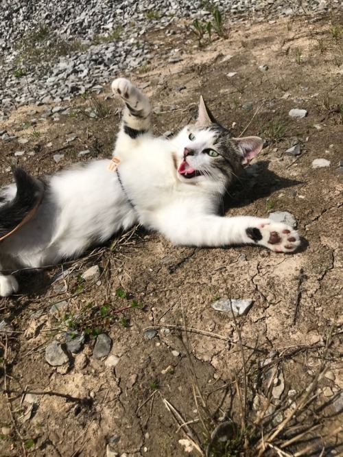 Sex kittycatlovver:  “My beautiful, silly boy, pictures