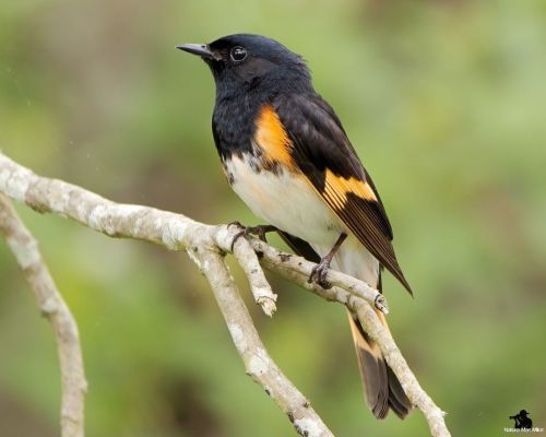 American Redstart photographed at Barn Island in Connecticut.This little guy gave me so many photo