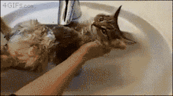 4Gifs:  Watering The Cat 